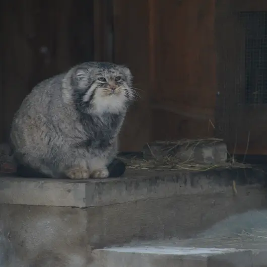 モスクワ動物園のヴァディムの写真