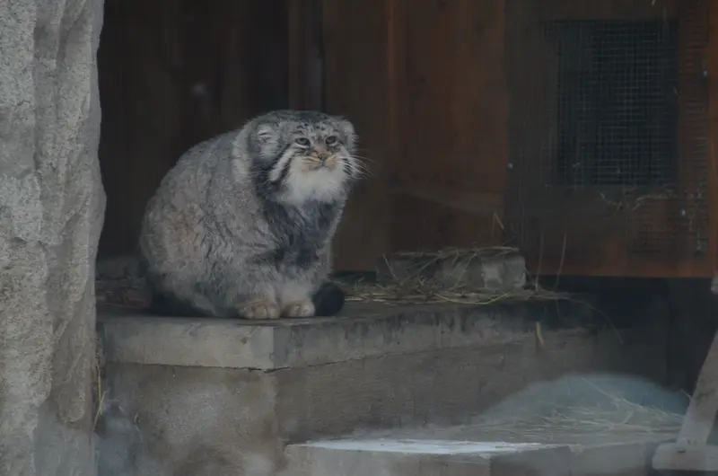 モスクワ動物園のヴァディムの写真
