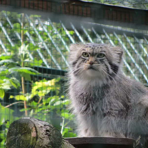 デッサウ動物園のマンニの写真