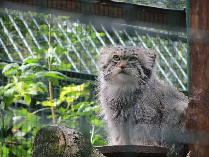 デッサウ動物園のマンニの写真