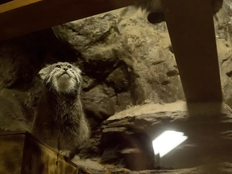 恩賜上野動物園のクリョンの写真