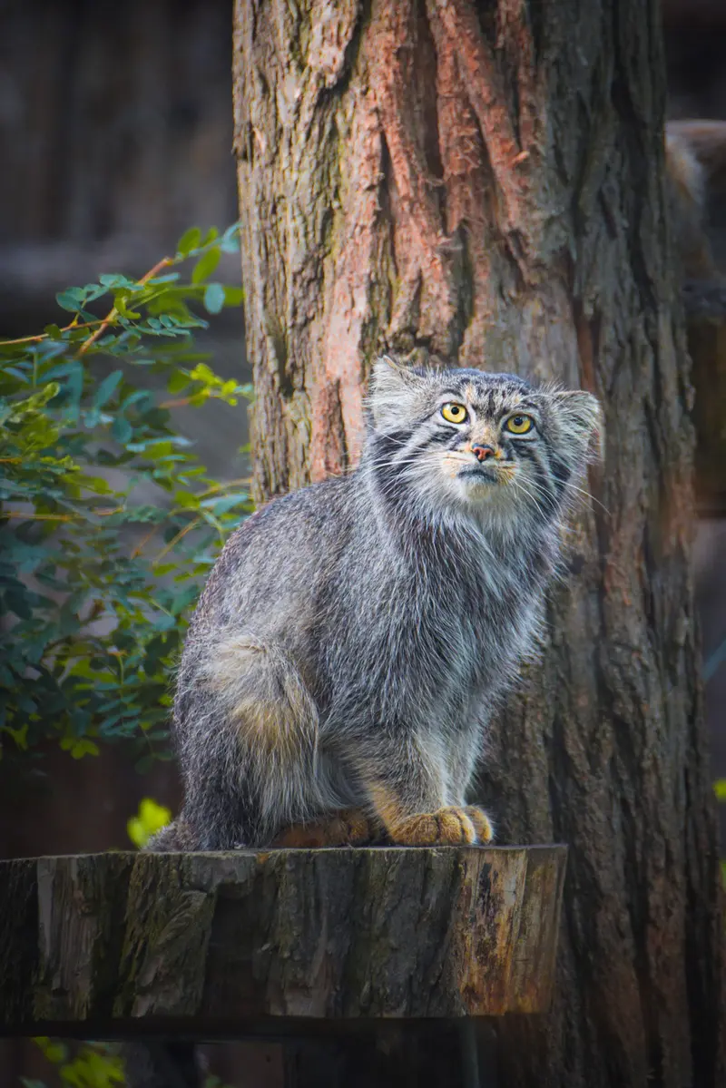 ヴロツワフ動物園のクビの写真