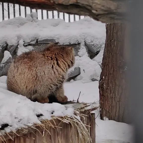 ノヴォシビルスク動物園のマヌルネコの写真