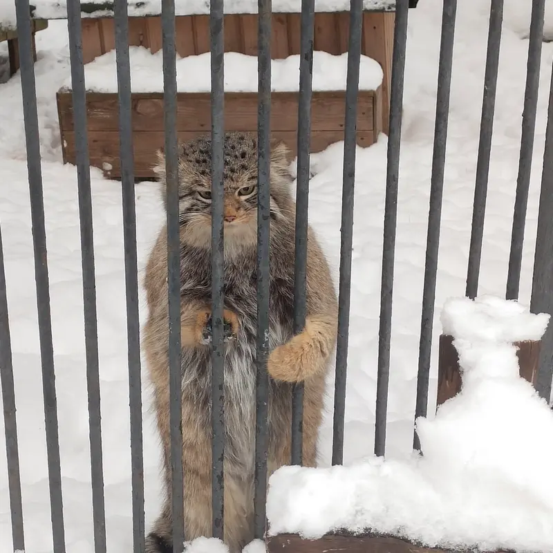 ノヴォシビルスク動物園のシルヴェスターの写真
