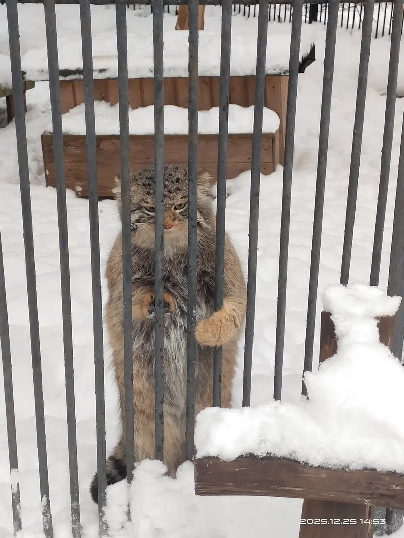 ノヴォシビルスク動物園のシルヴェスターの写真