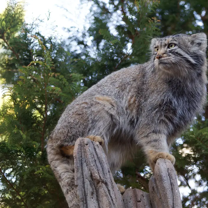 那須どうぶつ王国のナゴムの写真