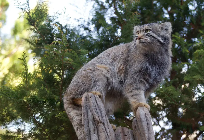 那須どうぶつ王国のナゴムの写真