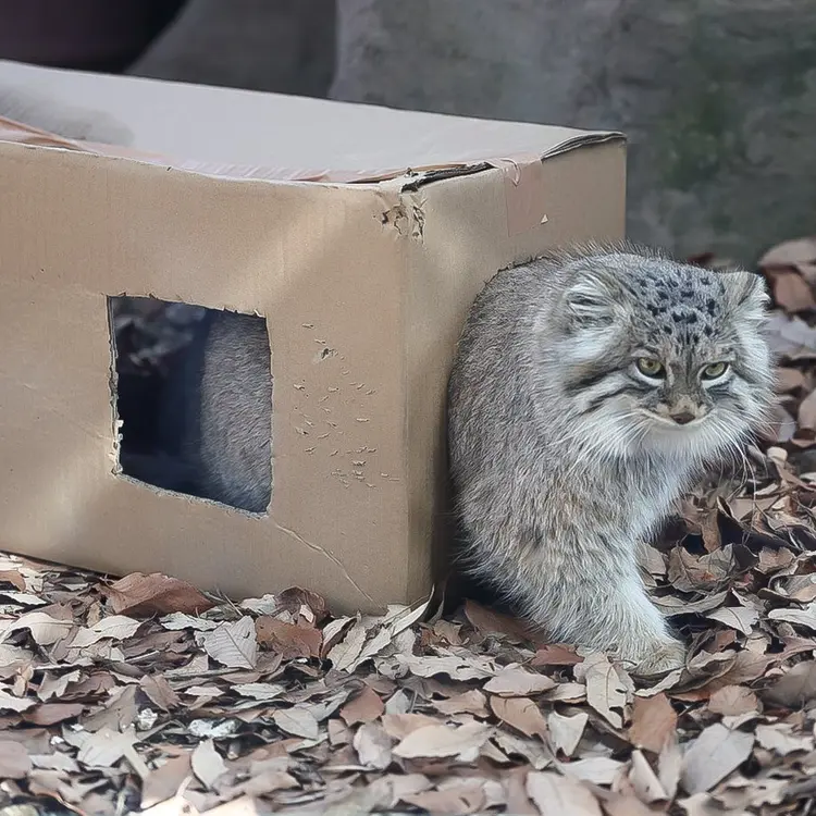 埼玉県こども動物自然公園のオリーヴァの写真