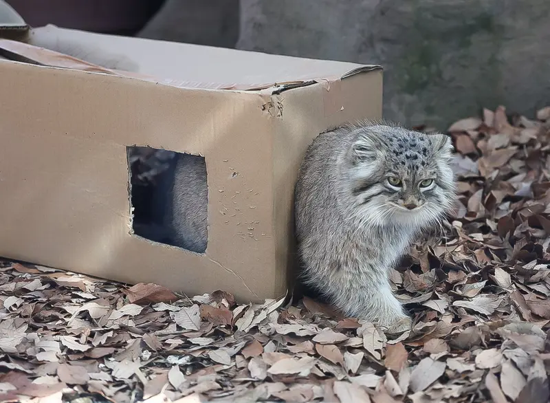 埼玉県こども動物自然公園のオリーヴァの写真