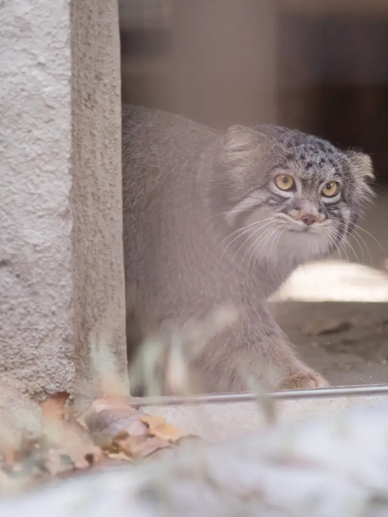 野毛山動物園のフィーガの写真