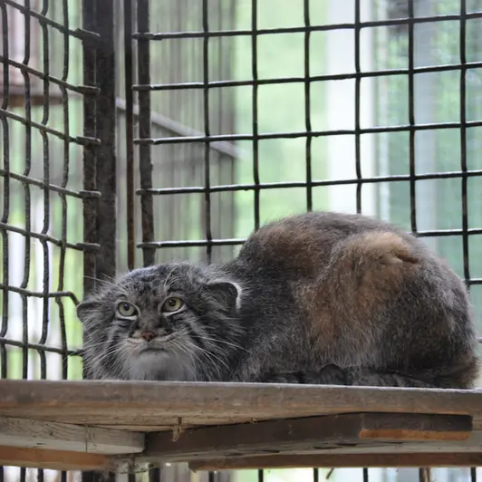 イフラヴァ動物園のマヌルネコの写真