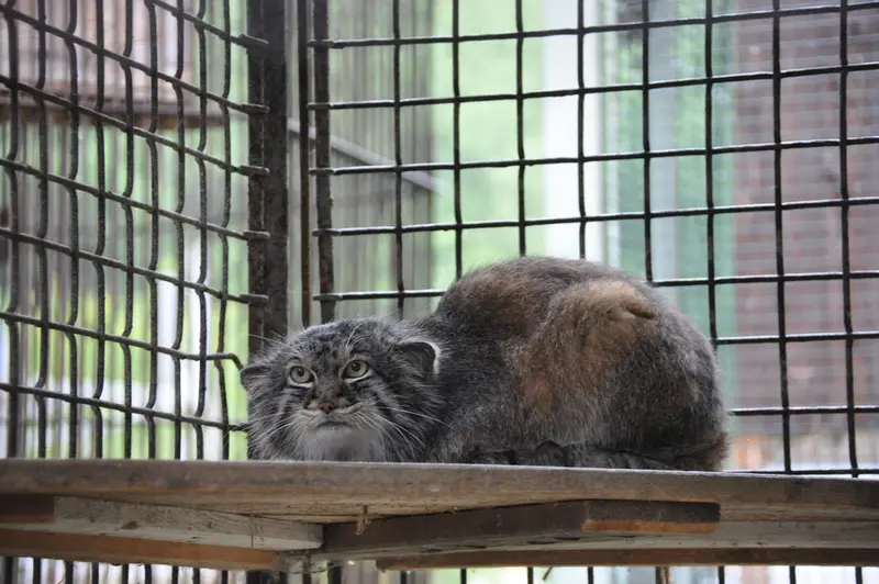 イフラヴァ動物園のマヌルネコの写真