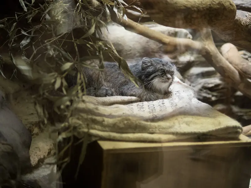 恩賜上野動物園のクリョンの写真