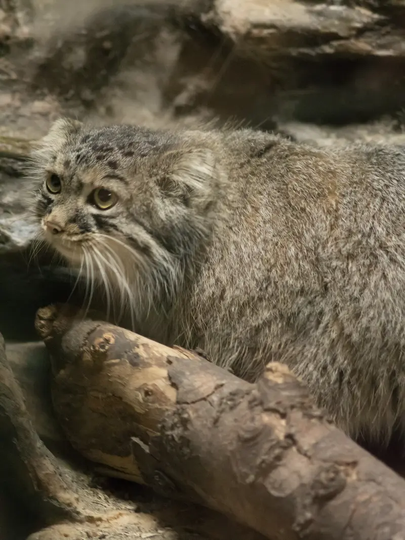 恩賜上野動物園のサフランの写真
