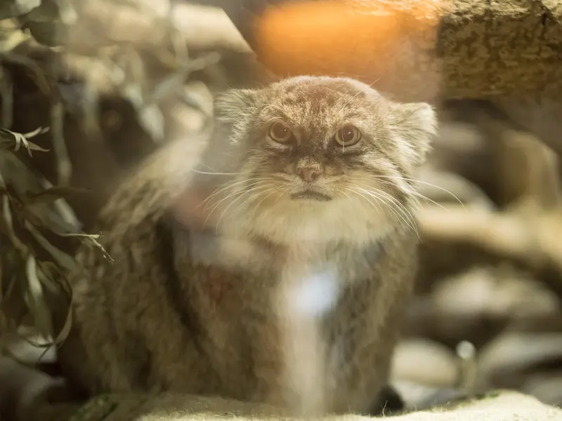 恩賜上野動物園のプリームラの写真