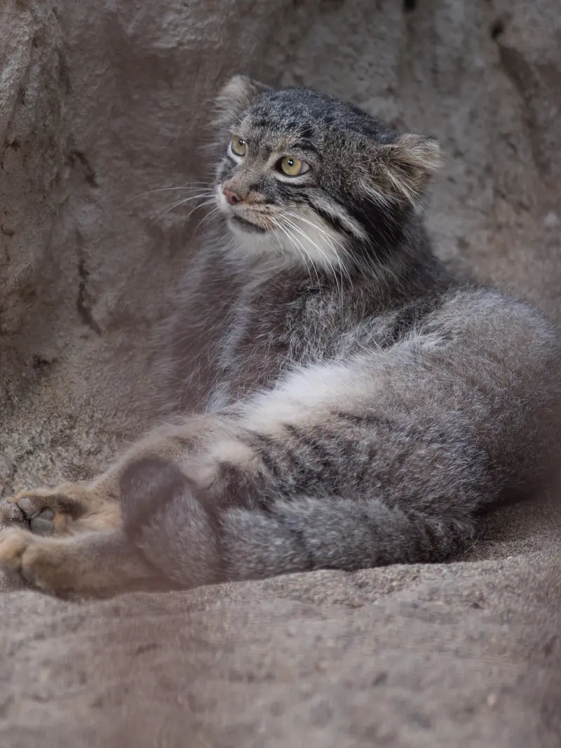 野毛山動物園のフィーガの写真