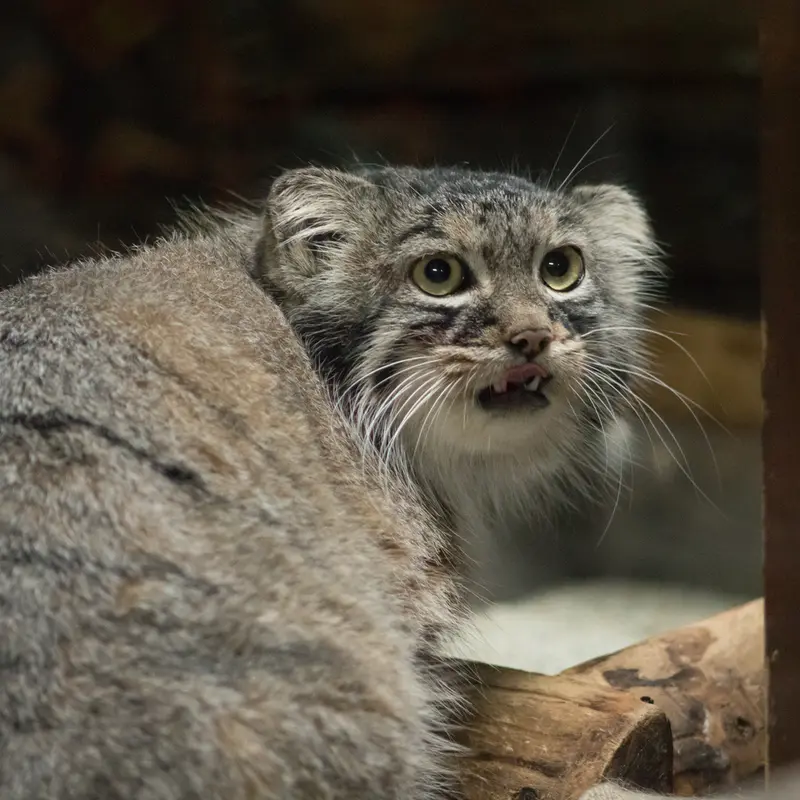 恩賜上野動物園のサフランの写真