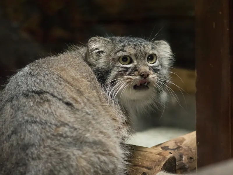 恩賜上野動物園のサフランの写真