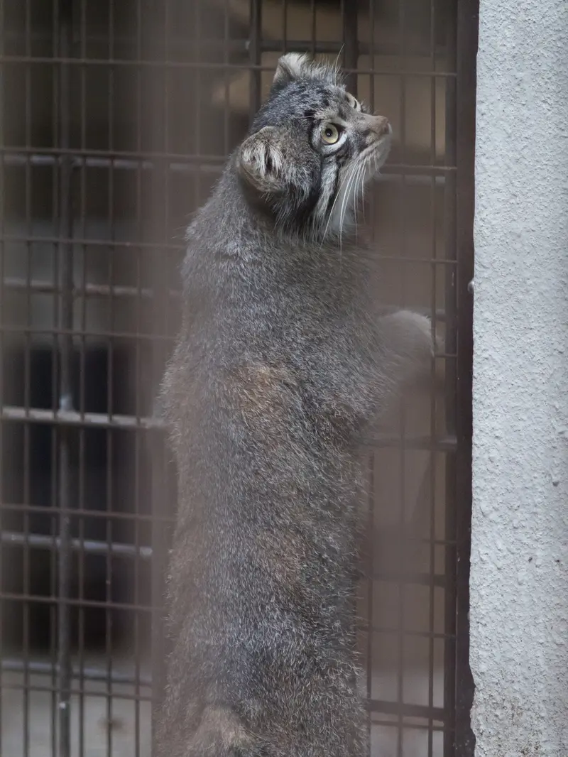 野毛山動物園のフィーガの写真