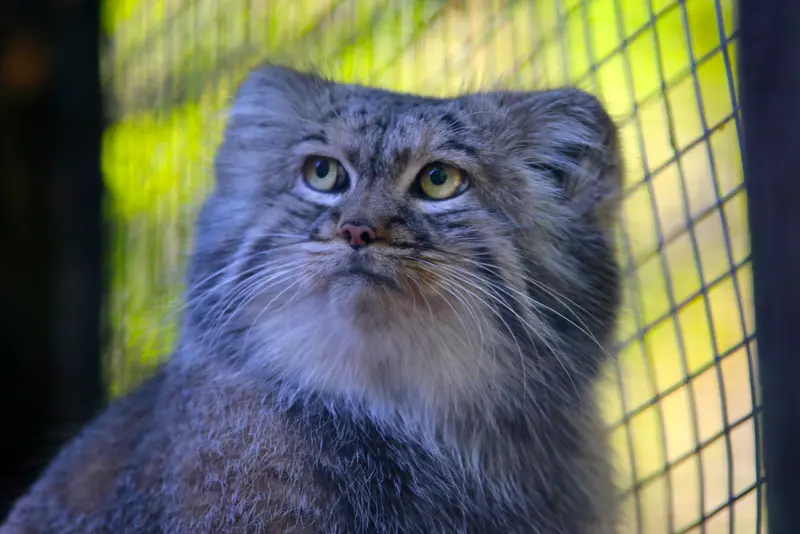 コシツェ動物園のアイセンの写真