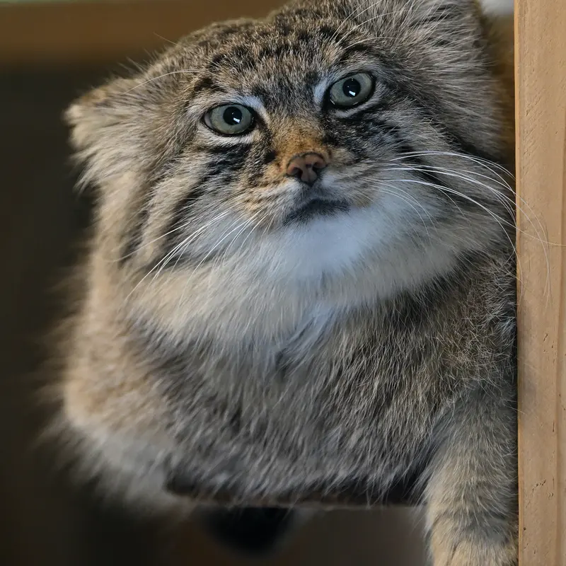 埼玉県こども動物自然公園のロータスの写真
