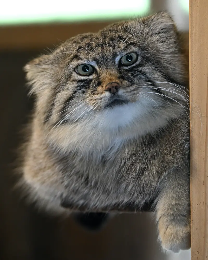 埼玉県こども動物自然公園のロータスの写真