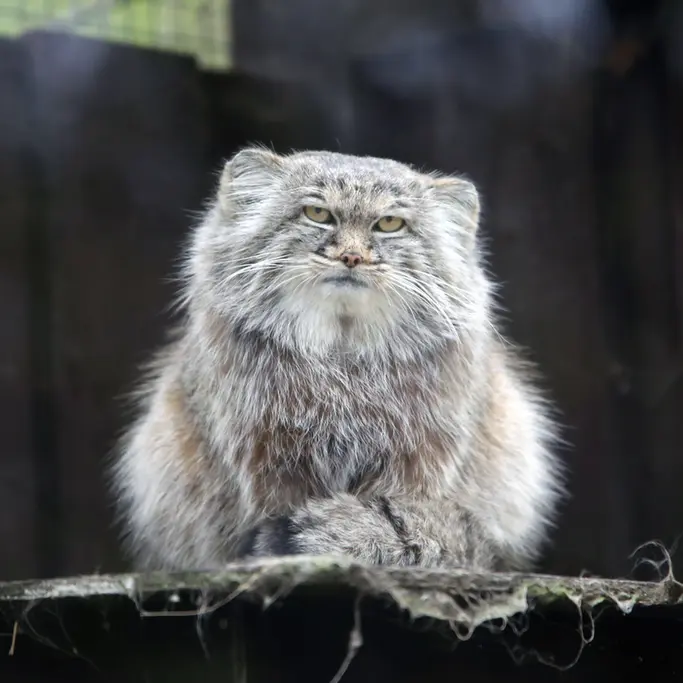 コシツェ動物園のアイセンの写真