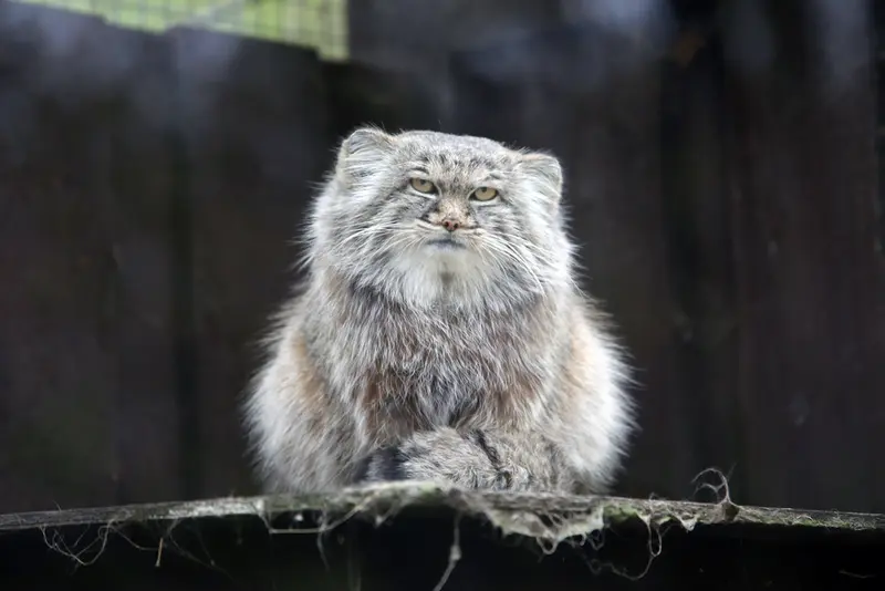 コシツェ動物園のアイセンの写真