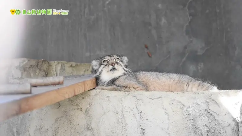 東山動植物園のハニーの動画