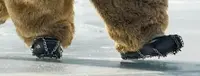 マヌルネコの写真