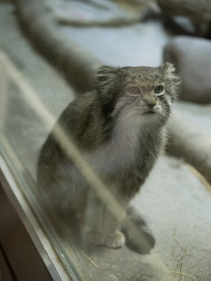 恩賜上野動物園のクリョンの写真