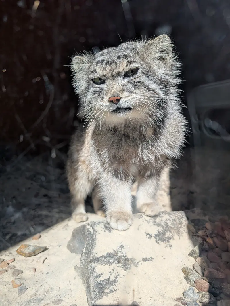 エディンバラ動物園のアキコの写真