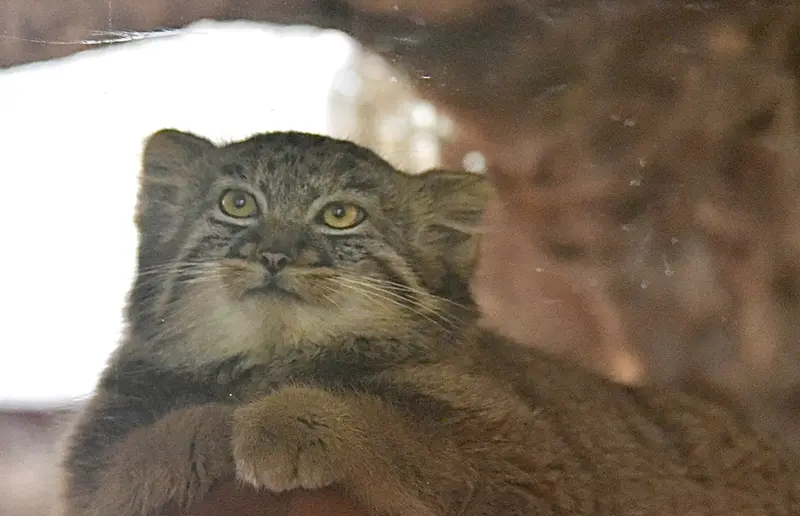 恩賜上野動物園のアブリコースの写真