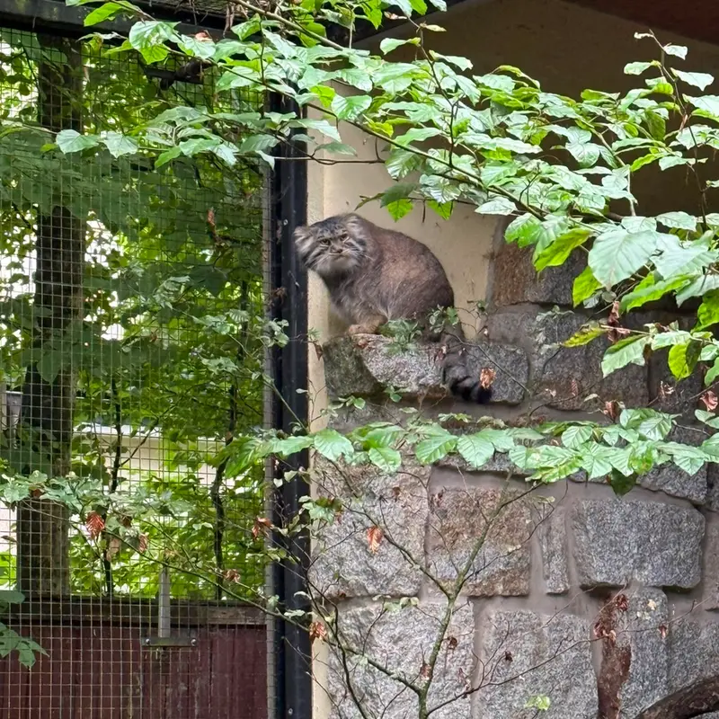ケムニッツ動物園のトゥヤの写真