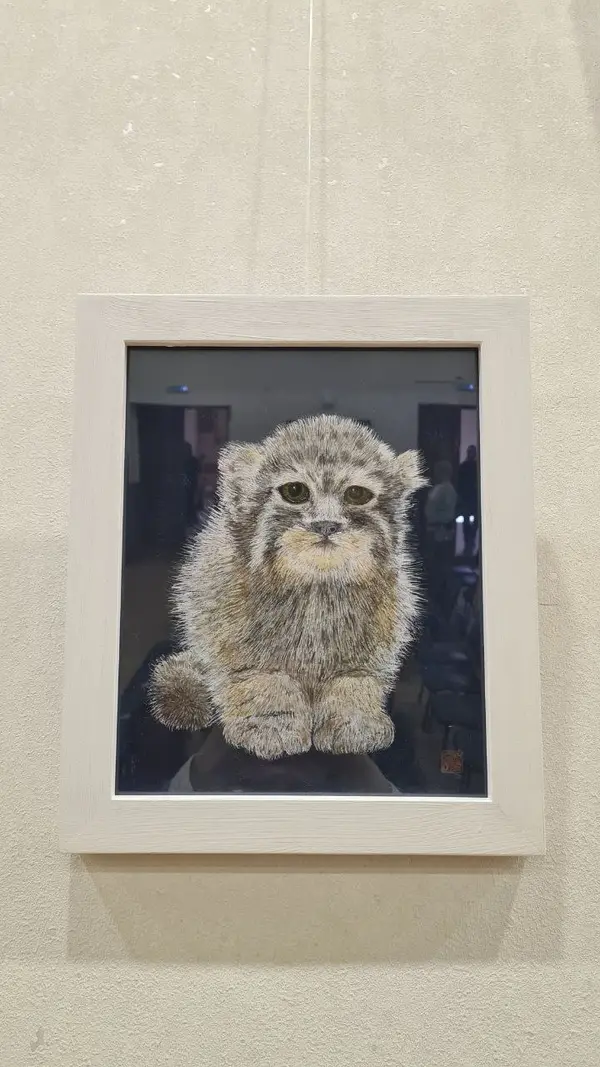 マヌルネコの写真