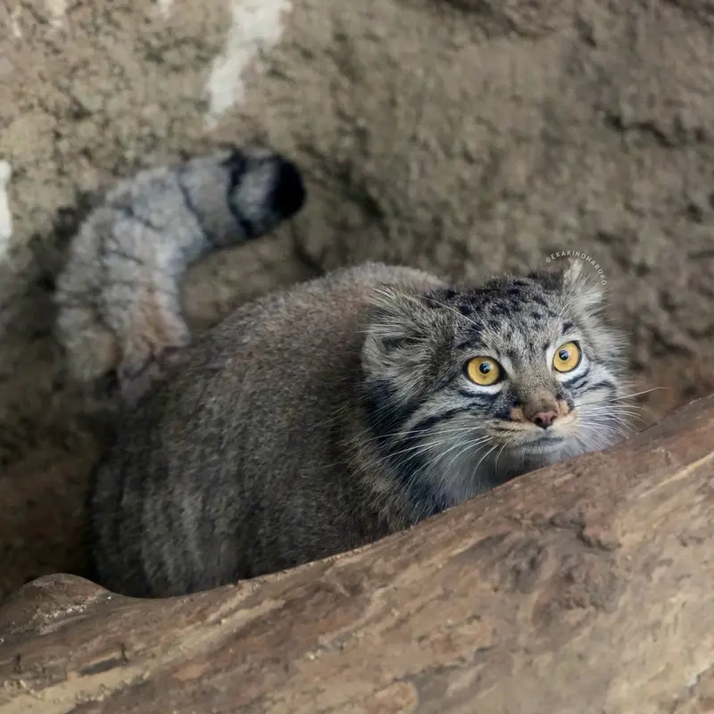神戸どうぶつ王国のメイの写真