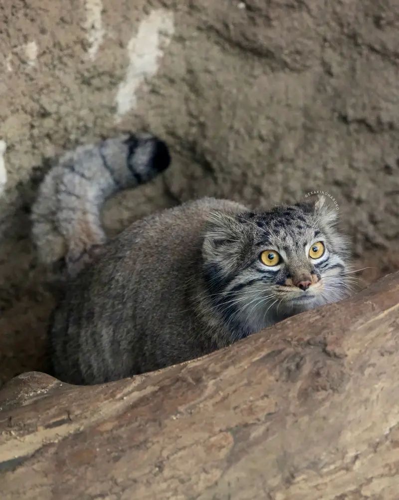 神戸どうぶつ王国のメイの写真