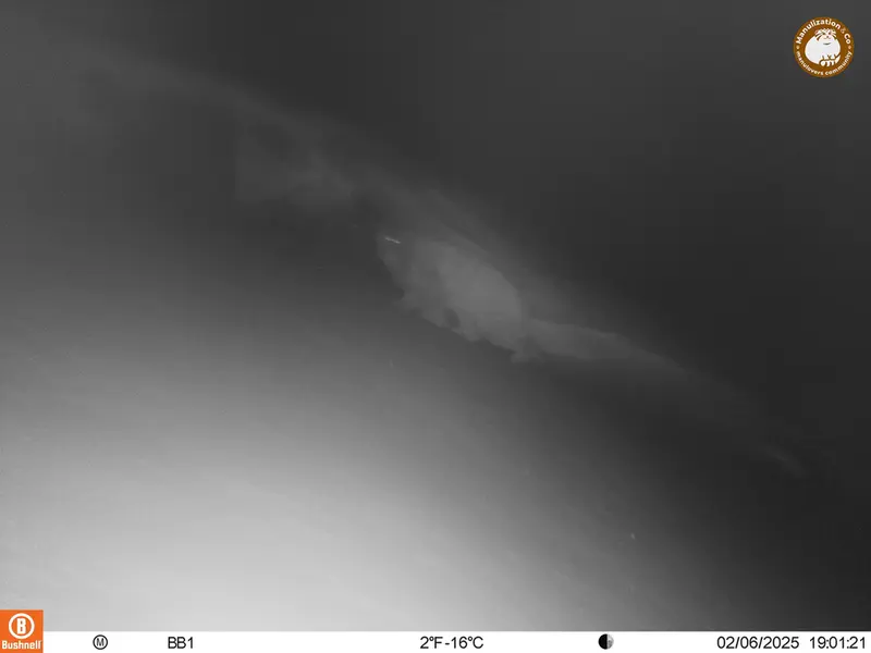 アクタス＝クンコラ［新］カメラトラップで撮影したOtocolobus manul manulの写真
