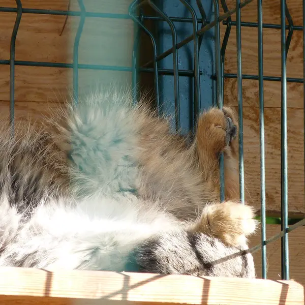 バルナウル動物園「レースナヤ・スカースカ」のペペの写真