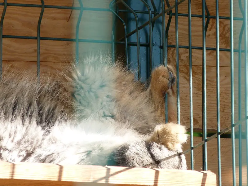 バルナウル動物園「レースナヤ・スカースカ」のペペの写真