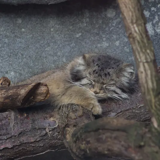 コロンバス動物園と水族館のパヴァルの写真