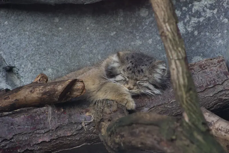 コロンバス動物園と水族館のパヴァルの写真