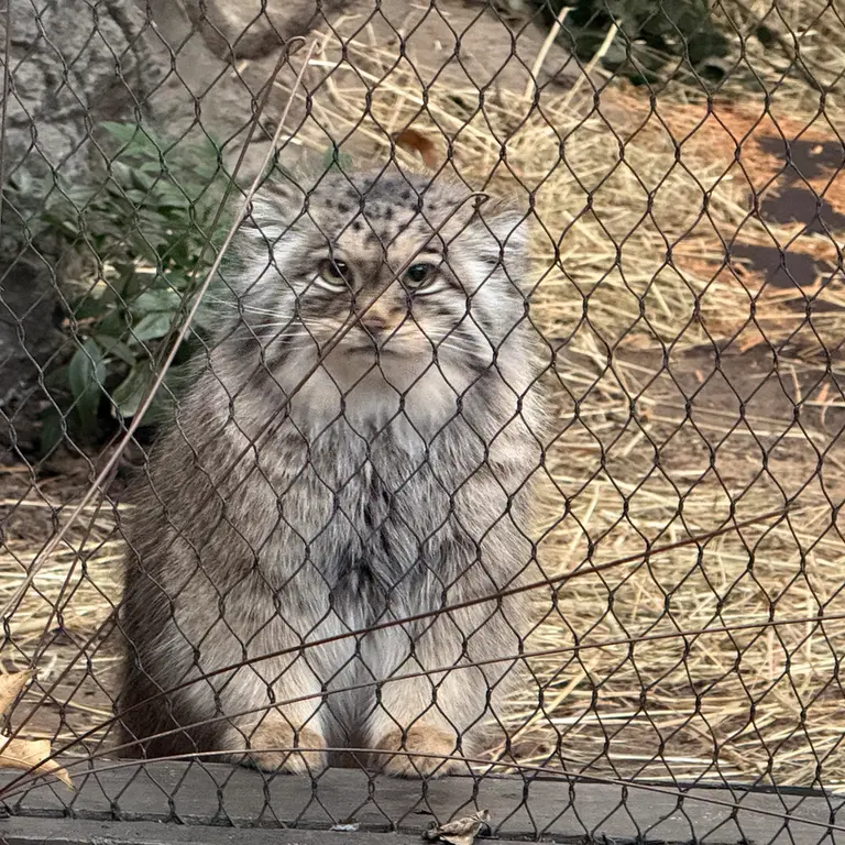 プロスペクト・パーク動物園のサルナイの写真