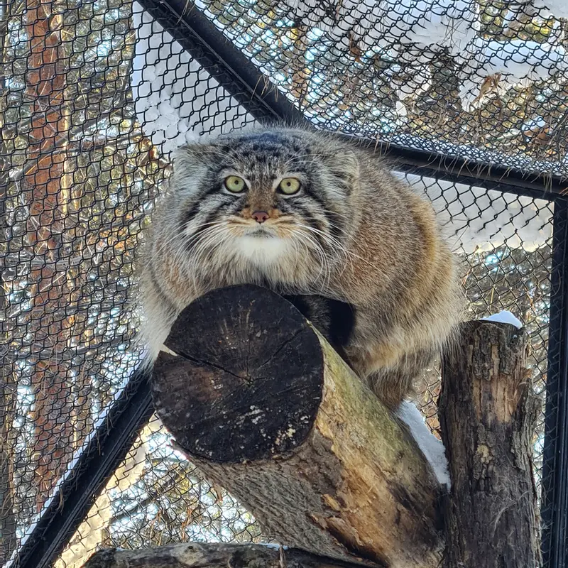 ノヴォシビルスク動物園のゾーシャの写真