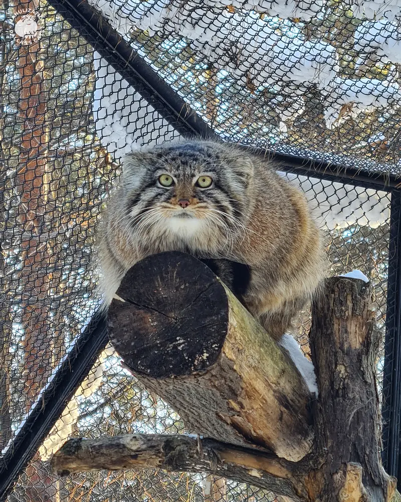 ノヴォシビルスク動物園のゾーシャの写真
