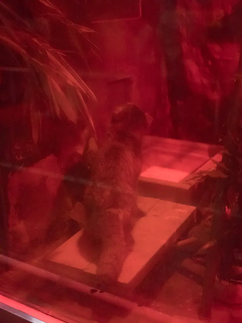 恩賜上野動物園のナイマの写真