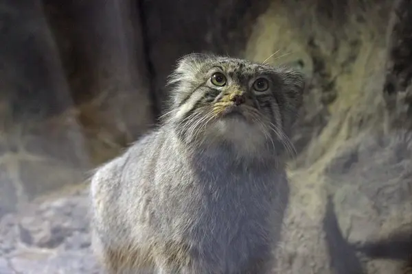 恩賜上野動物園のナイマの写真