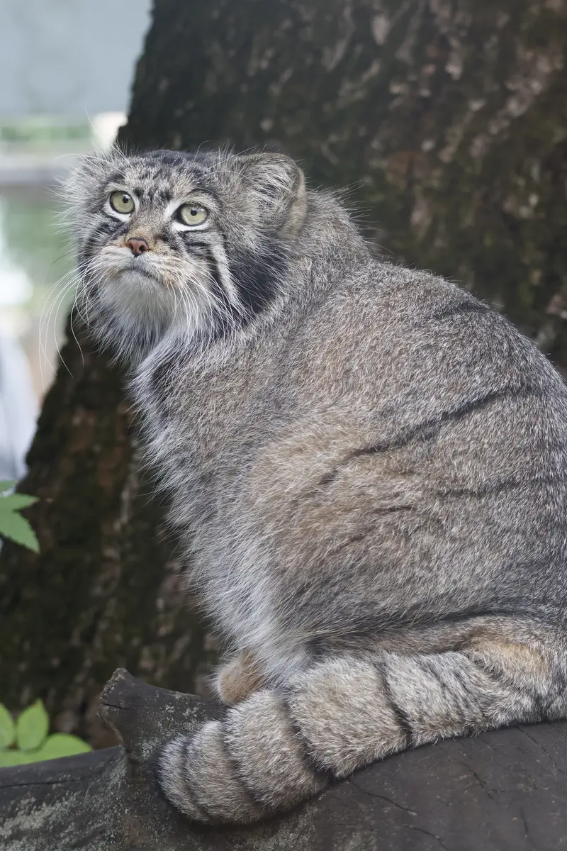 モスクワ動物園のティモフェイの写真