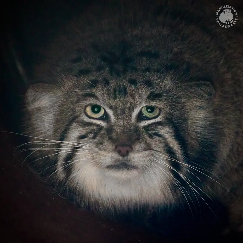 クラクフ動物園のマヌルネコのジンギス