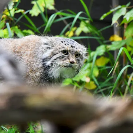 カルガリー動物園 / ワイルダー研究所のイゴールの写真